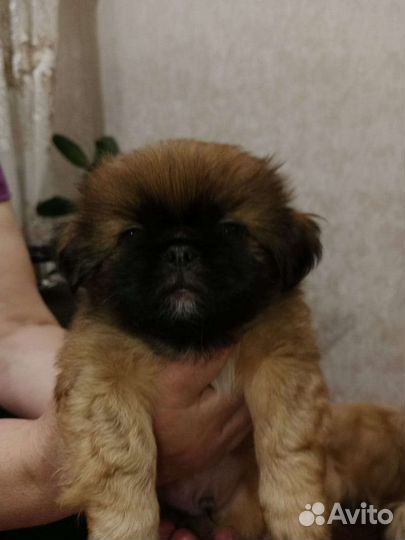 Щенки пекинеса