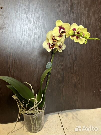 Орхидея фаленопсис сортовые