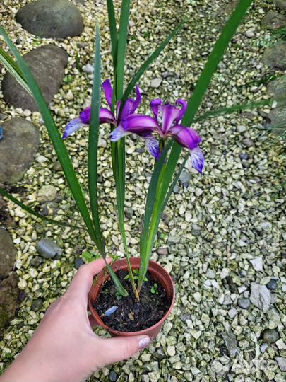 Ирис касатик карлик