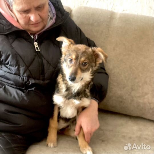 Замечательный щенок Твикс в дар