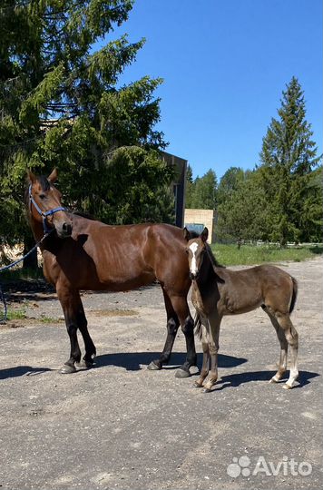 Жеребенок на продажу