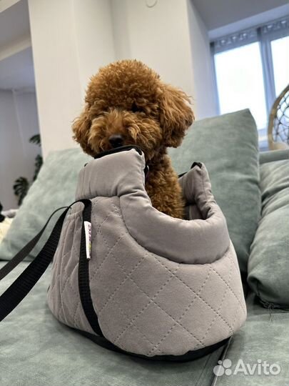 Сумка для мелких собак