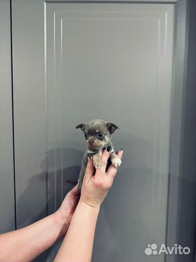 Чихуахуа мини