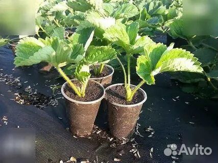 Рассада клубники