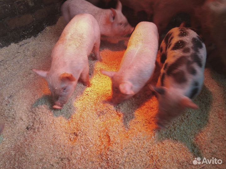 Поросята