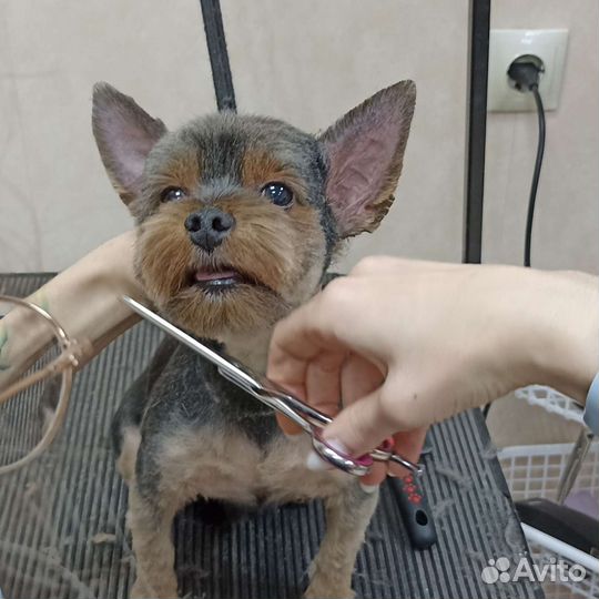 Груминг животных, стрижка собак и кошек