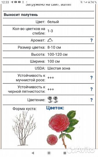 Роза Winchester Cathedral, английская