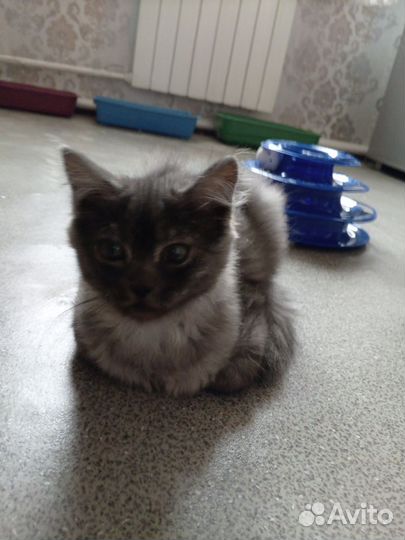 Котенок в дар бесплатно