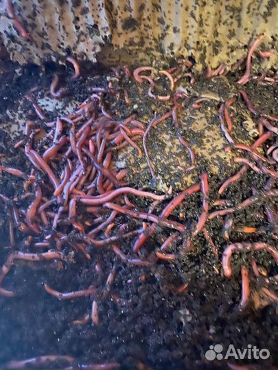 Червь Старатель