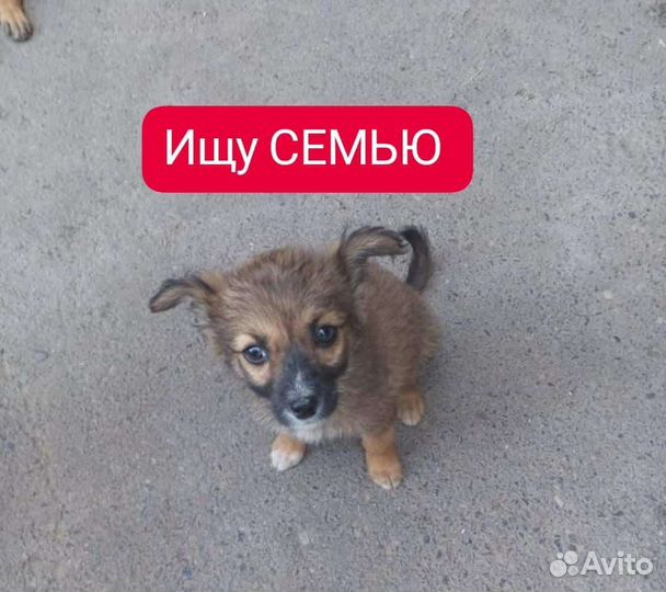 Друг в семью