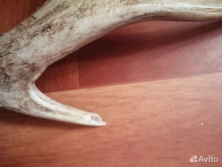 Рог косули 30 сантиметров