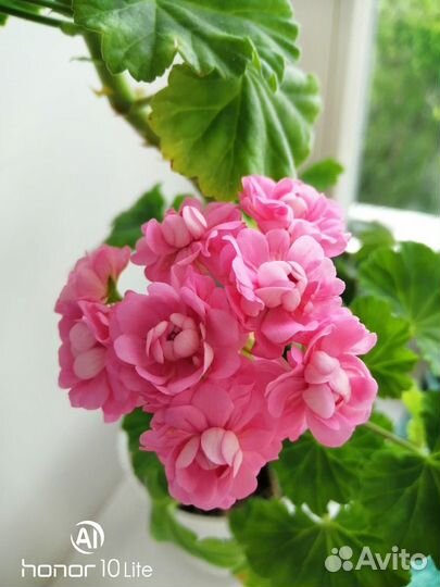 Комнатные растения цветы