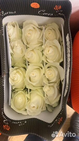 Розы Эквадор