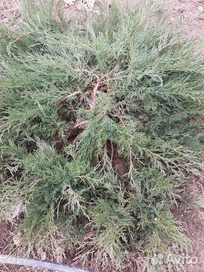 Можжевельник