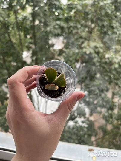 Суккуленты обновлено 20.09