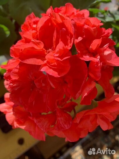 Зональные пеларгонии