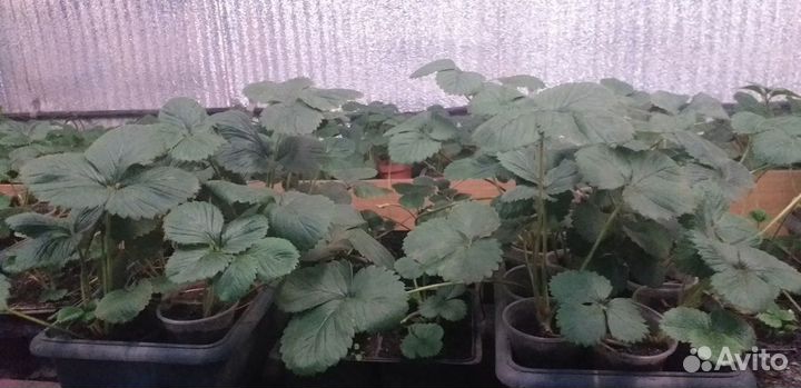 Рассада ремонтантной клубники осенняя забава