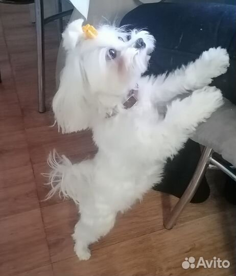 Мальтийская болонка мини