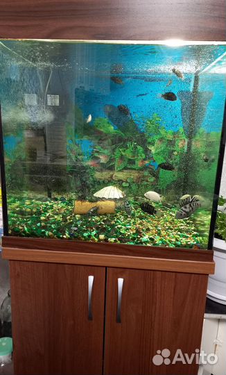 Аквариум со всем содержимым