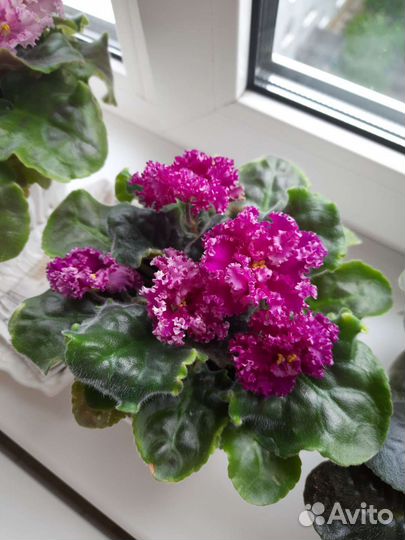 Фиалки. Герань (черенки). Педилантус. Бегония