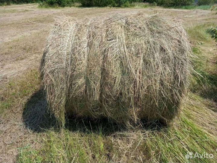 Сено в тюках 2023