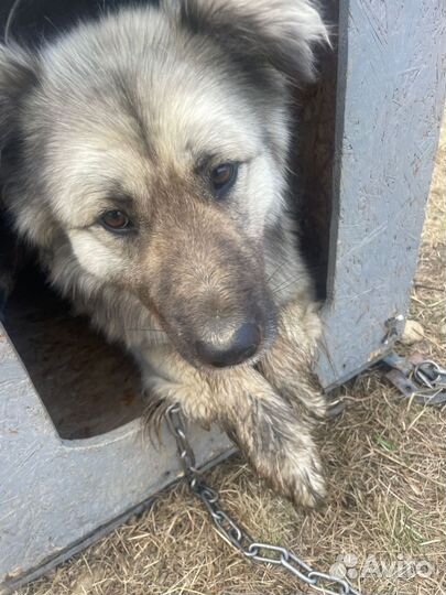 Собака охранник