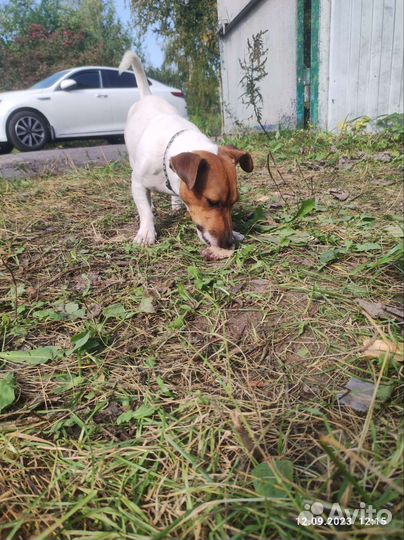 Собака Джек Рассел терьер