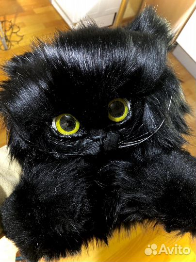 Черный котик