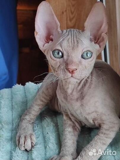 Донской сфинкс котята
