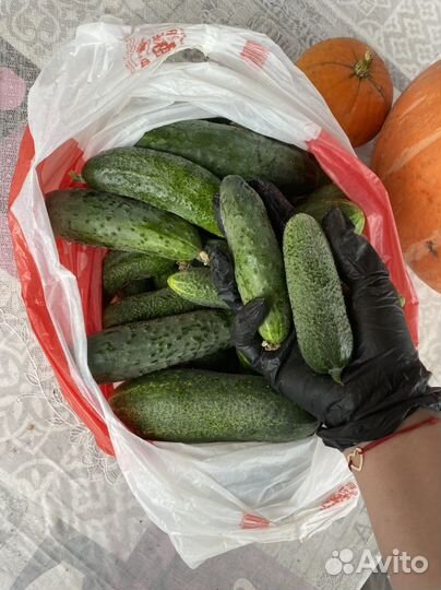 Огурцы свежие сегодня утром оборвала