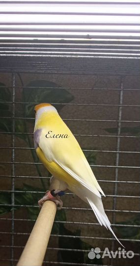 Амадины гульда