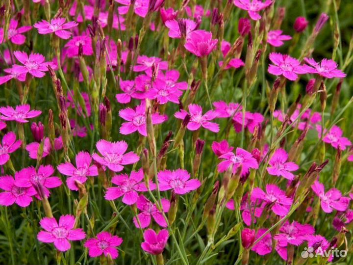 Гвоздика травянка