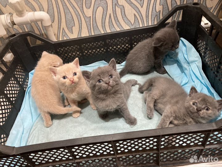 Отдам котят в добрые руки