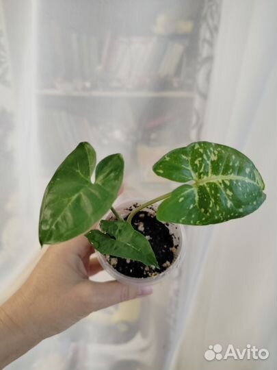 Сингониум панда