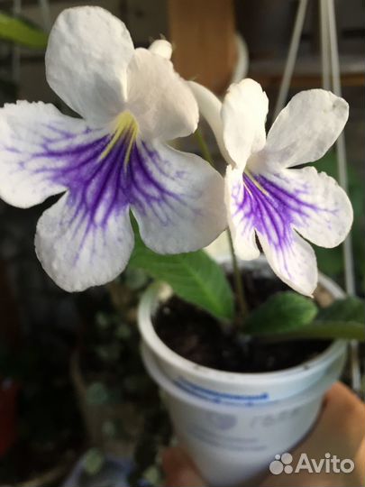 Стапелия,стрептокарпус