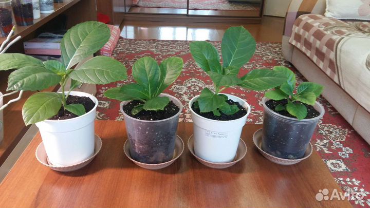 Гортензия розовая и малиновая