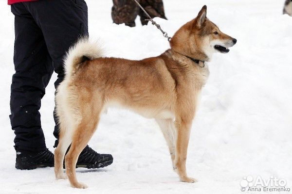 Щенки лайки зсл