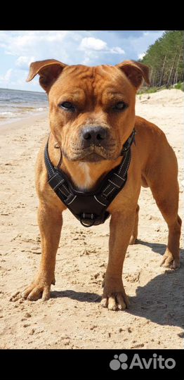 Стаффордширский бультерьер вязка