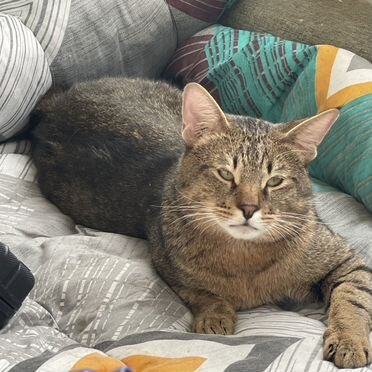 Чаузи, взрослый кот