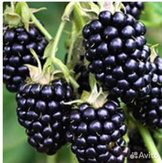 Саженцы ежевики