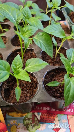 Рассада помидор, перцы, баклажан