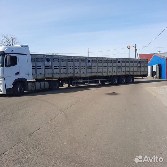 Скотовоз перевозка скота