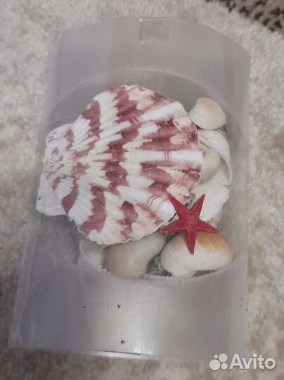 Набор ракушек