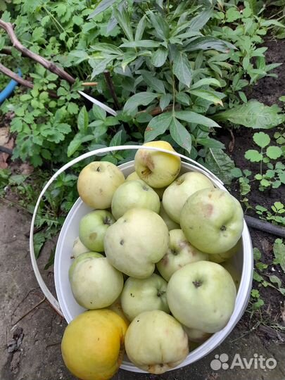 Яблоки домашние