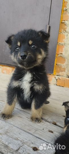 Щенки (мама хаски папа- дворняга)