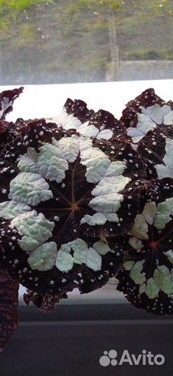Бегония декоративно-лиственная