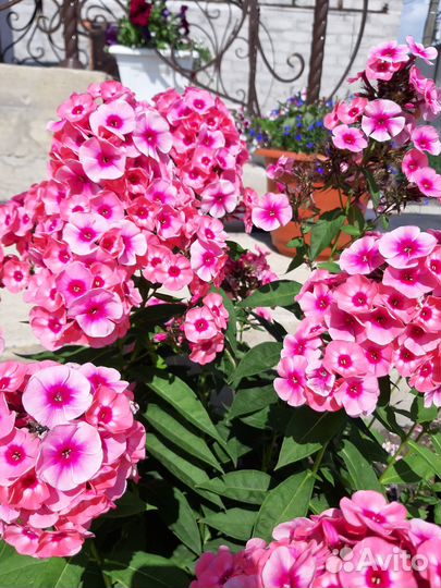 Флоксы метельчатые, многолетние