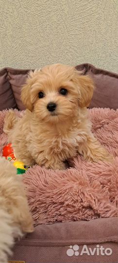 Мальтипу ф1