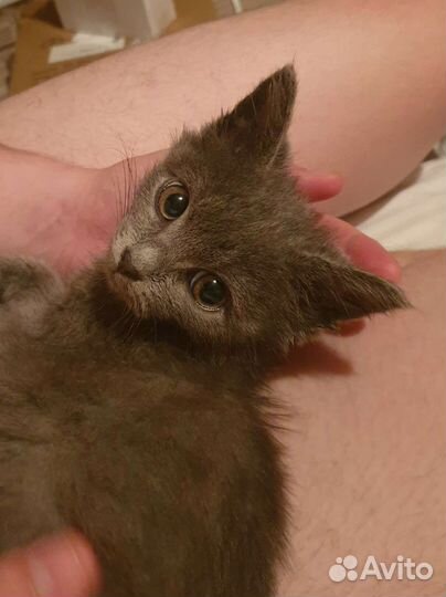 Котенок в добрые руки девочка