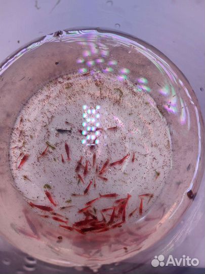 Аквариумные креветки и растения